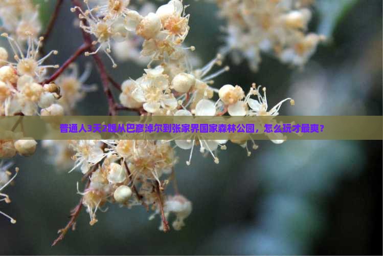 巴彦倬尔去张家界森林公园三日游