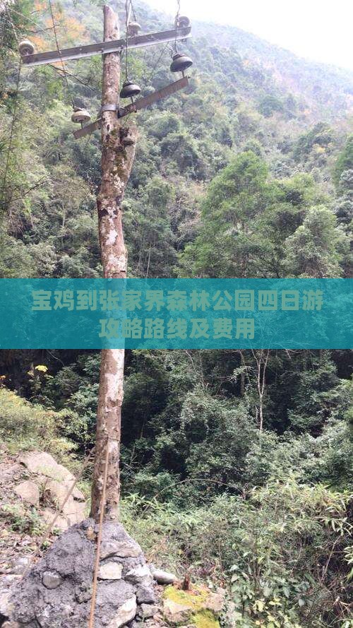 宝鸡到张家界森林公园四日游