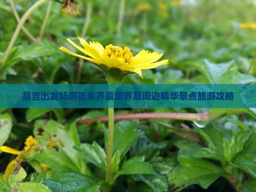 昌吉出发畅游张家界袁家界及周边精华景点旅游攻略