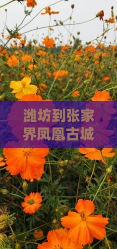 潍坊到张家界凤凰古城四日旅游攻略