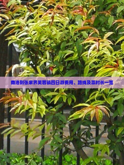 商洛到张家界芙蓉镇四日游费用、路线及票时长一览