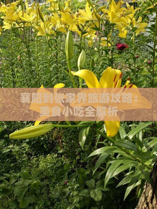 襄阳到张家界旅游攻略：美食小吃全解析