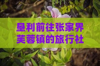 垦利前往张家界芙蓉镇的旅行社及详细攻略