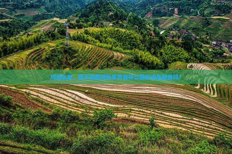 鸡西到张家界森林公园四日游
