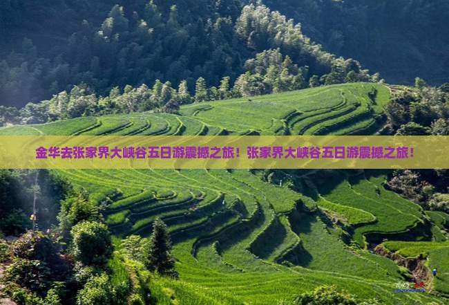 金华去张家界大峡谷五日游